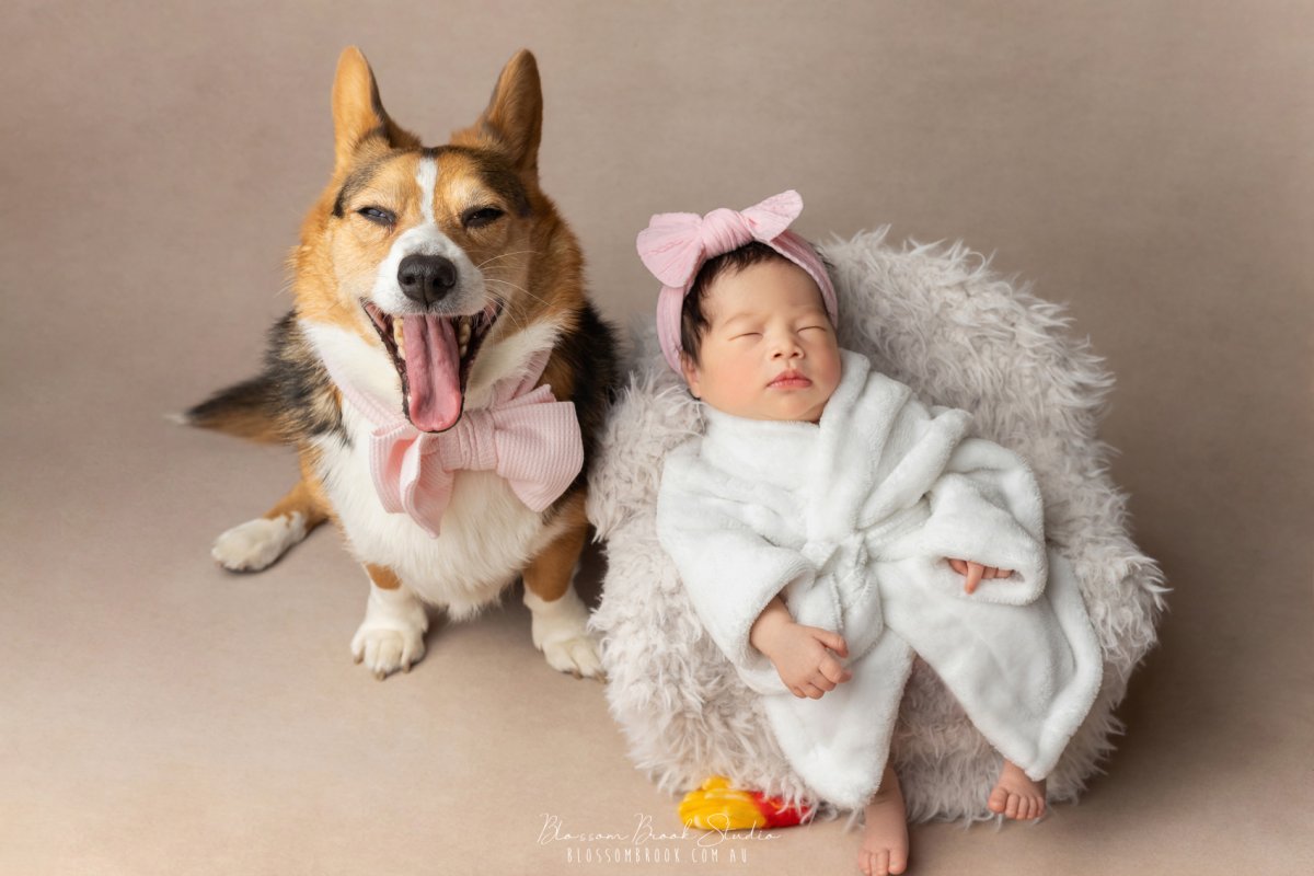 Natural Newborn Photography of a sleeping newborn baby wrapped in soft white fabric beside a happy corgi wearing a bow, captured in a warm studio setting.