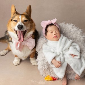 Natural Newborn Photography of a sleeping newborn baby wrapped in soft white fabric beside a happy corgi wearing a bow, captured in a warm studio setting.