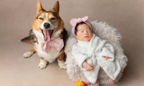 Natural Newborn Photography of a sleeping newborn baby wrapped in soft white fabric beside a happy corgi wearing a bow, captured in a warm studio setting.